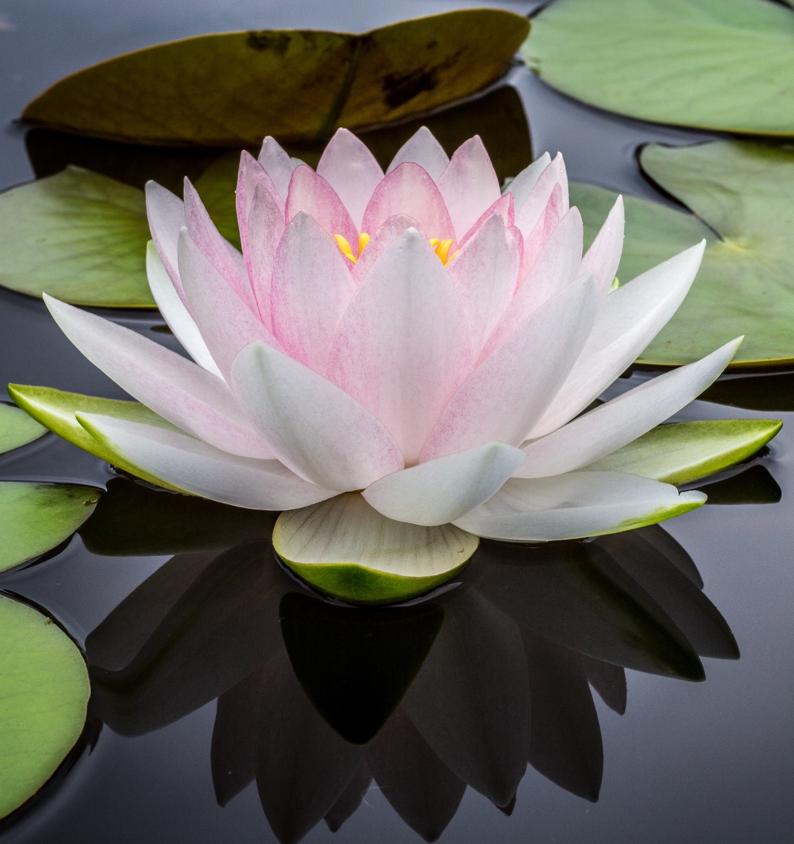 Pink lotus flower resting on calm water
